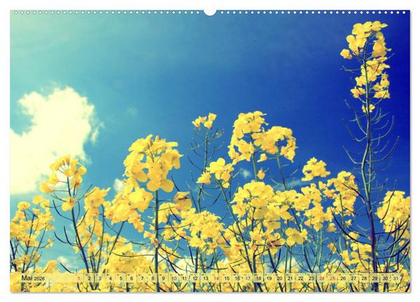 Produktbild: Focus Natur (hochwertiger Premium Wandkalender 2026 DIN A2 quer), Kunstdruck in Hochglanz