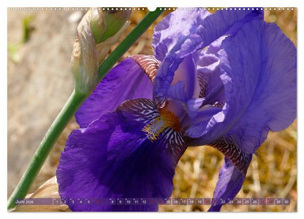 Produktbild: Iris - mond&auml;ne Gartensch&ouml;nheit (hochwertiger Premium Wandkalender 2026 DIN A2 quer), Kunstdruck in Hochglanz