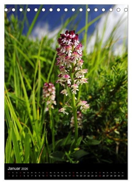Produktbild: Orchideen in S&uuml;deuropa (Tischkalender 2026 DIN A5 hoch), CALVENDO Monatskalender