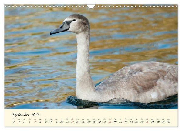 Produktbild: Vom K&uuml;ken zum stolzen Schwan (Wandkalender 2027 DIN A3 quer), CALVENDO Monatskalender