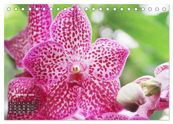 Produktbild: Pr&auml;chtige Orchideen (Tischkalender 2026 DIN A5 quer), CALVENDO Monatskalender