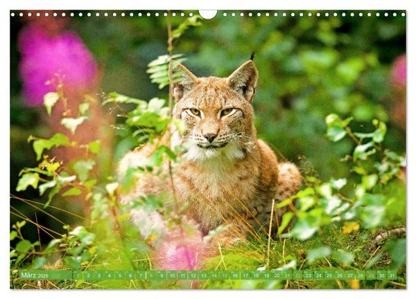 Produktbild: Dem Luchs auf der Spur (Wandkalender 2026 DIN A3 quer), CALVENDO Monatskalender