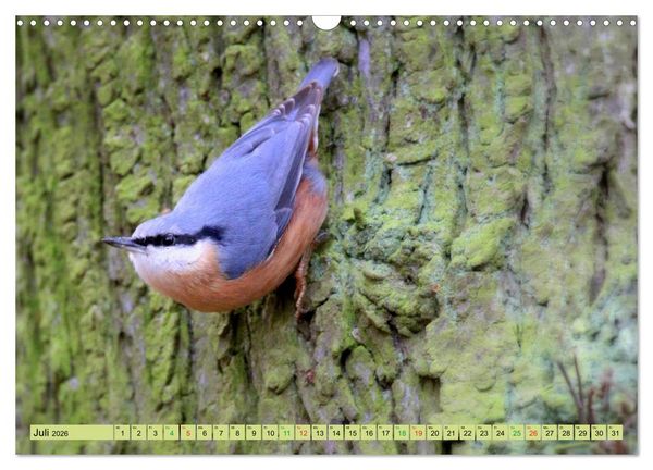 Produktbild: Gefiederte Gesellen - V&ouml;gel aus Wald und Garten (Wandkalender 2026 DIN A3 quer), CALVENDO Monatskalender