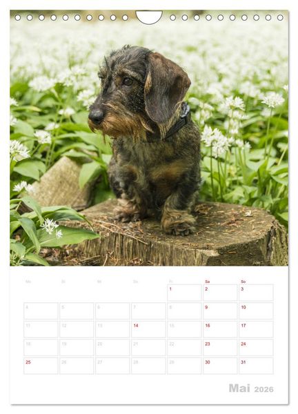 Produktbild: Der Dackel (M)ein treuer Weggef&auml;hrte (Wandkalender 2026 DIN A4 hoch), CALVENDO Monatskalender