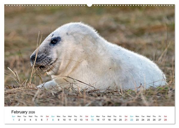 Produktbild: Grey Seal Pups of Donna Nook (High Quality Premium Wall Calendar 2026 DIN A2 landscape),CALVENDO 12 Month Wall Calendar