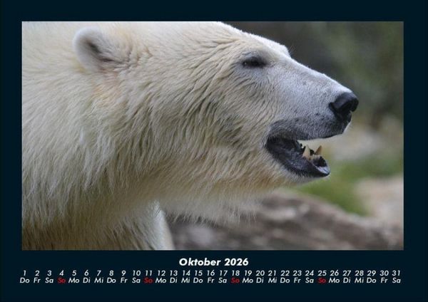Produktbild: Eisb&auml;ren 2026 Fotokalender DIN A4