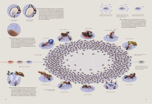 Das Ameisenkollektiv