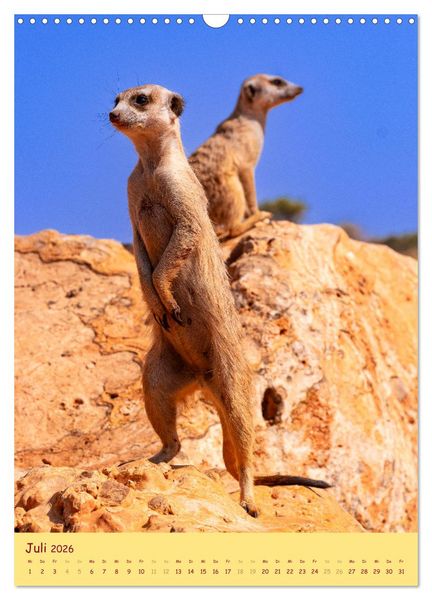 Produktbild: Erdm&auml;nnchen - Eine Kolonie in der Kalahari (Wandkalender 2026 DIN A3 hoch), CALVENDO Monatskalender