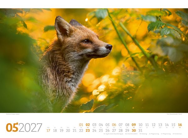 Produktbild: Tierwelt Wald Kalender 2027