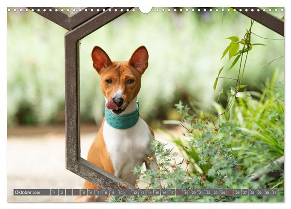 Produktbild: Eine Reise in die Welt der Basenjis (Wandkalender 2026 DIN A3 quer), CALVENDO Monatskalender