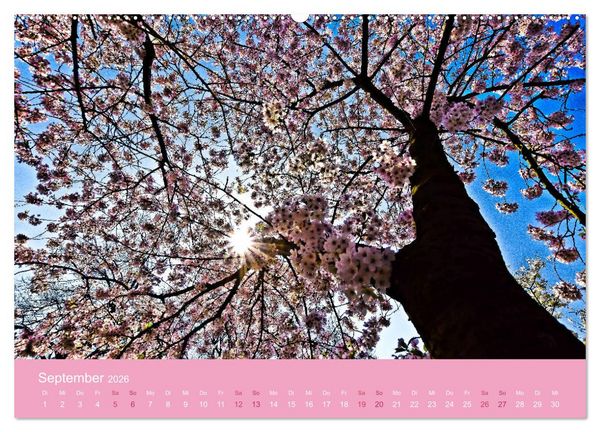 Produktbild: Zarte Kirschbl&uuml;ten - Berauschende Gedankend&uuml;fte (hochwertiger Premium Wandkalender 2026 DIN A2 quer), Kunstdruck in Hochglanz