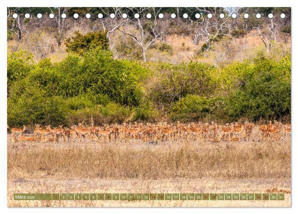 Produktbild: Chobe River - Eine spannende Flussfahrt in Botswana (Tischkalender 2026 DIN A5 quer), CALVENDO Monatskalender