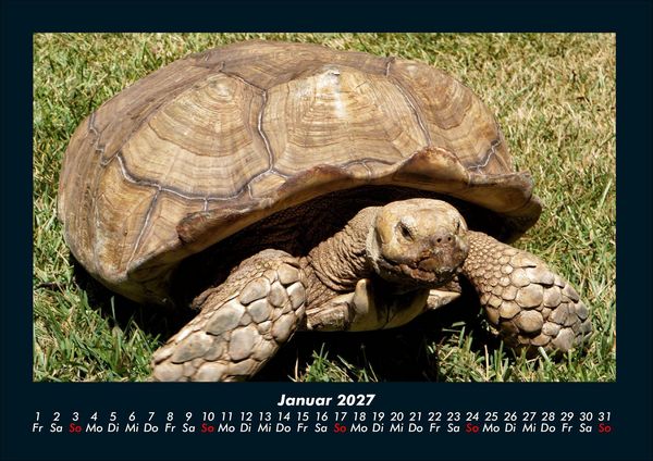 Produktbild: Schildkr&ouml;tenzauber 2027 Fotokalender DIN A4