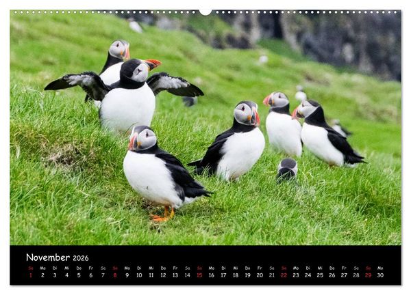 Produktbild: Die Papageientaucher von Mykines (Wandkalender 2026 DIN A2 quer), CALVENDO Monatskalender