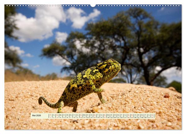 Produktbild: Reptilien des s&uuml;dlichen Afrikas (hochwertiger Premium Wandkalender 2026 DIN A2 quer), Kunstdruck in Hochglanz