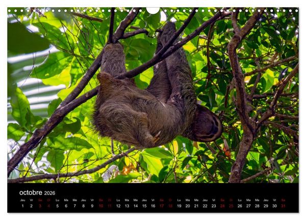 Produktbild: Costa Rica Paradis de la Biodiversit&eacute; (Calendrier mural 2026 DIN A3 vertical), CALVENDO calendrier mensuel