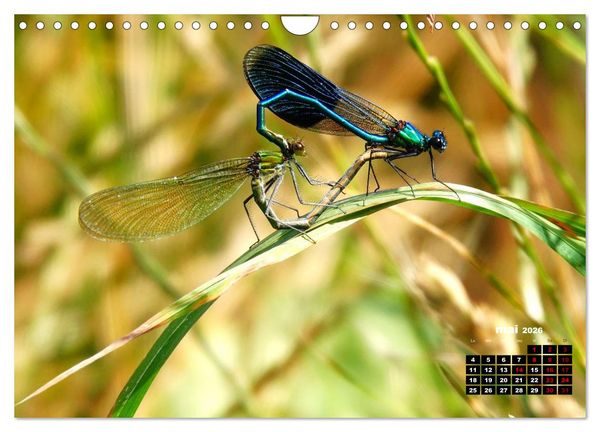 Produktbild: Quand les libellules forment un c&oelig;ur (Calendrier mural 2026 DIN A4 vertical), CALVENDO calendrier mensuel