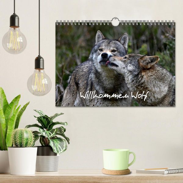 Produktbild: Willkommen Wolf (Wandkalender 2026 DIN A4 quer), CALVENDO Monatskalender