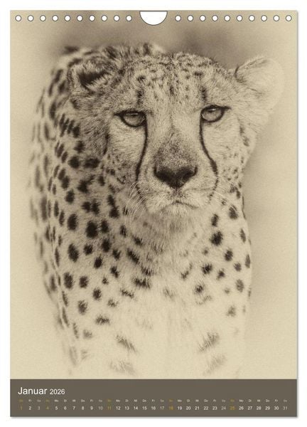 Produktbild: Afrikas Tierwelt - Sepia-Art (Wandkalender 2026 DIN A4 hoch), CALVENDO Monatskalender