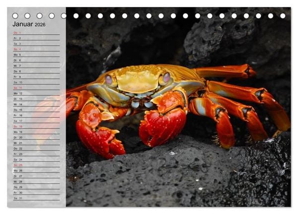 Produktbild: Krabben. Witzige Monster (Tischkalender 2026 DIN A5 quer), CALVENDO Monatskalender
