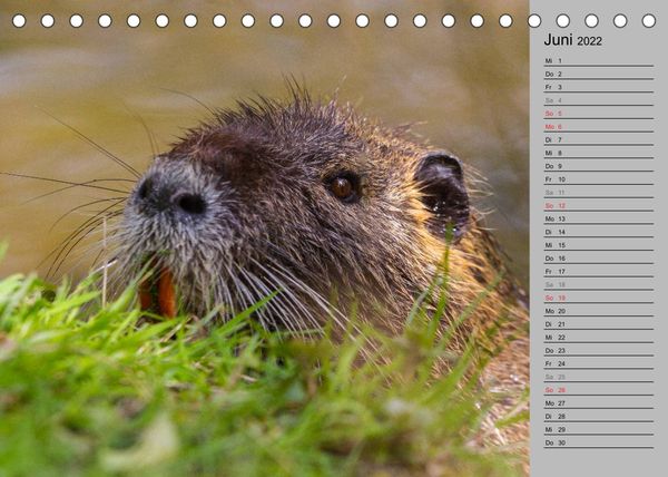 Produktbild: Nutrias (Myocastor coypus) (Tischkalender 2022 DIN A5 quer)