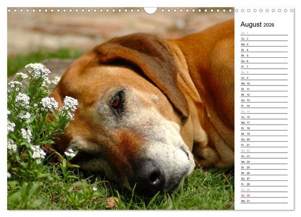Produktbild: Rhodesian Ridgeback Terminkalender (Wandkalender 2026 DIN A3 quer), CALVENDO Monatskalender