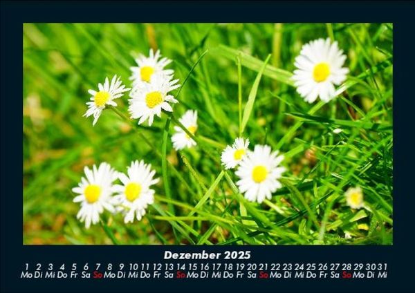 Produktbild: Blumenzauber 2025 Fotokalender DIN A5