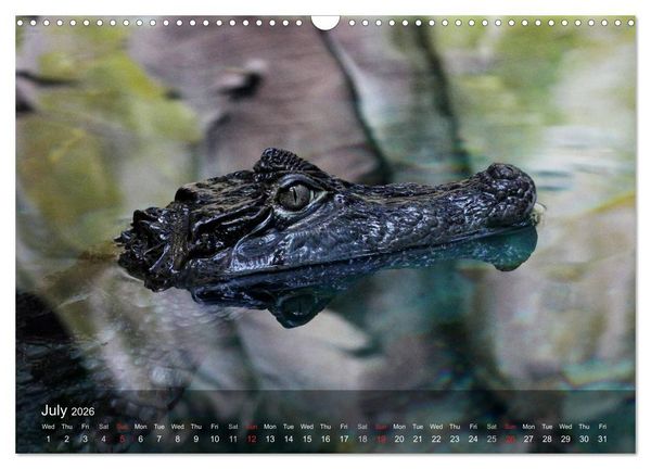 Produktbild: Reptiles Colorful beauties (Wall Calendar 2026 DIN A3 landscape), CALVENDO 12 Month Wall Calendar
