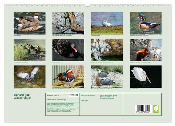 Produktbild: Tierisch gut: Wasserv&ouml;gel (hochwertiger Premium Wandkalender 2026 DIN A2 quer), Kunstdruck in Hochglanz