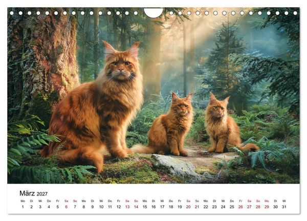 Produktbild: Eleganz in Pelz - ein Maine Coon - Kalender (Wandkalender 2027 DIN A4 quer), CALVENDO Monatskalender