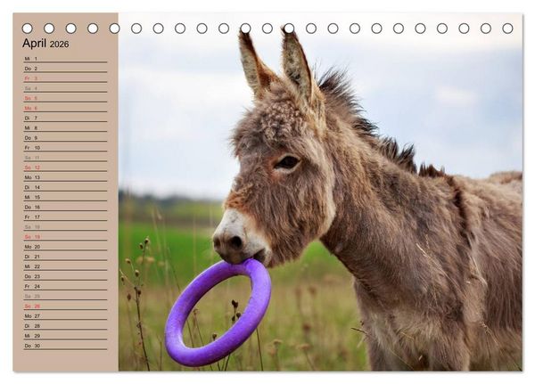 Produktbild: Das Esel-Paradies - Hunde und andere Feunde (Tischkalender 2026 DIN A5 quer), CALVENDO Monatskalender