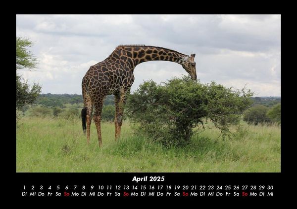 Produktbild: Giraffen 2025 Fotokalender DIN A3