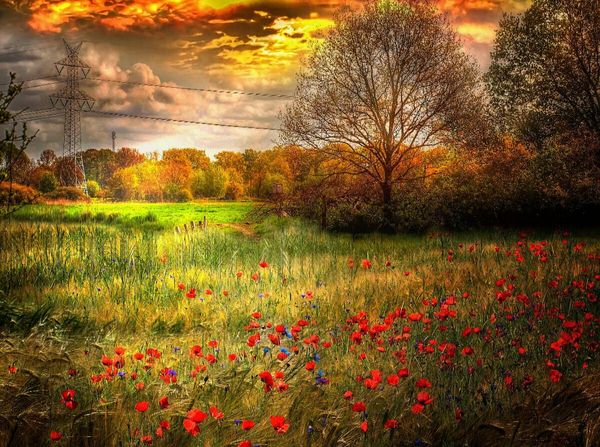 Produktbild: Mohnblumen in einem Getreidefeld (Puzzle)