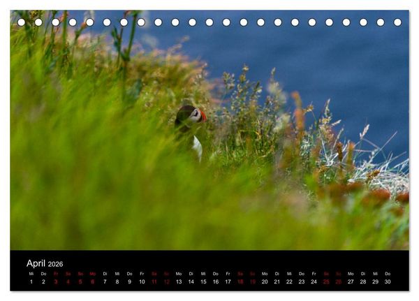 Produktbild: Puffins - V&ouml;gel des Nordens (Tischkalender 2026 DIN A5 quer), CALVENDO Monatskalender