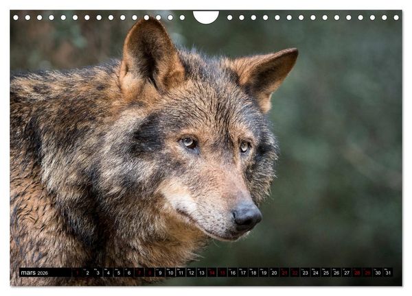 Produktbild: Le loup: l'esprit sauvage (Calendrier mural 2026 DIN A4 vertical), CALVENDO calendrier mensuel