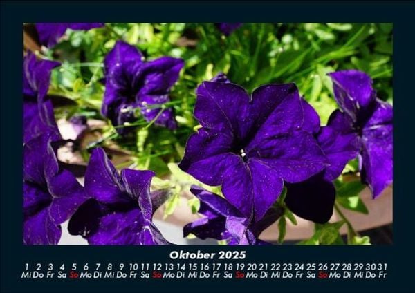 Produktbild: Blumenzauber 2025 Fotokalender DIN A5