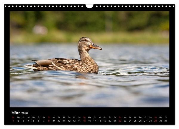 Produktbild: Natur erleben... (Wandkalender 2026 DIN A3 quer), CALVENDO Monatskalender