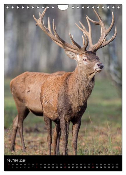Produktbild: LE CERF EN FRANCE (Calendrier mural 2026 DIN A4 horizontal), CALVENDO calendrier mensuel