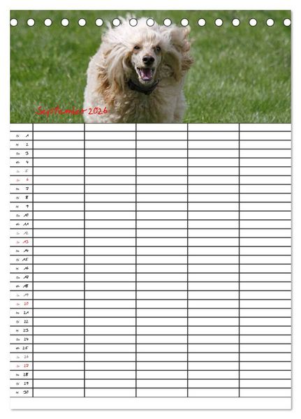 Produktbild: Der Pudel-Familienplaner (Tischkalender 2026 DIN A5 hoch), CALVENDO Monatskalender