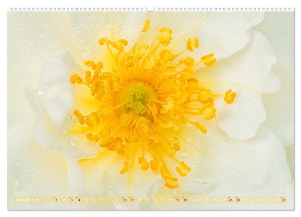 Produktbild: Rosen im Morgentau (Wandkalender 2026 DIN A2 quer), CALVENDO Monatskalender