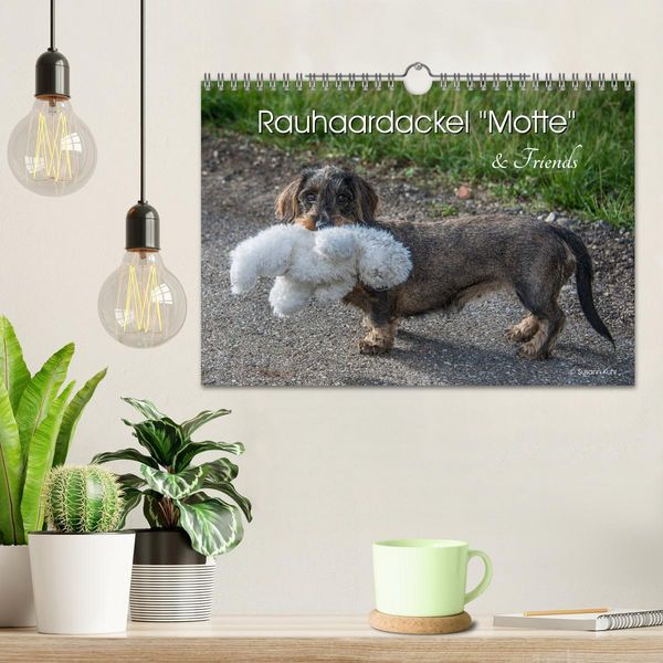 Produktbild: Rauhaardackel Motte & Friends (Wandkalender 2026 DIN A4 quer), CALVENDO Monatskalender
