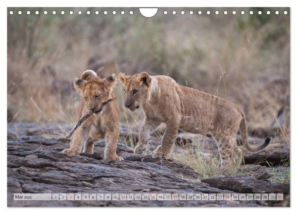 Produktbild: Emotionale Momente: Liebenswerte L&ouml;wenbabys / CH-Version (Wandkalender 2026 DIN A4 quer), CALVENDO Monatskalender