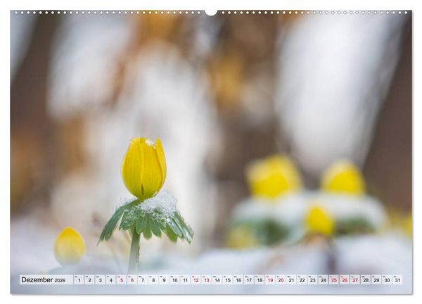 Produktbild: M&auml;rchenwelt der Wildblumen (hochwertiger Premium Wandkalender 2026 DIN A2 quer), Kunstdruck in Hochglanz