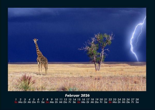 Produktbild: Giraffen 2026 Fotokalender DIN A4