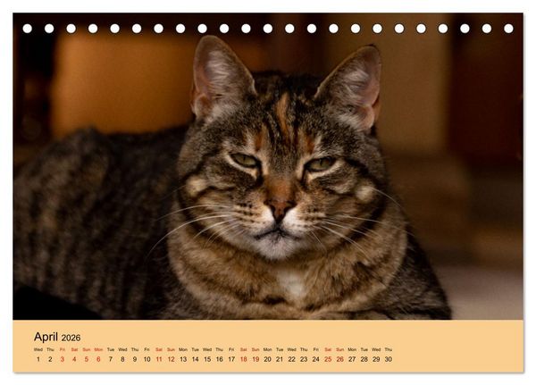 Produktbild: Our farm animals (Desk Calendar 2026 DIN A5 landscape), CALVENDO 12 Month DeskCalendar