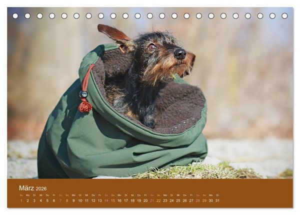 Produktbild: Der Dackel (Tischkalender 2026 DIN A5 quer), CALVENDO Monatskalender