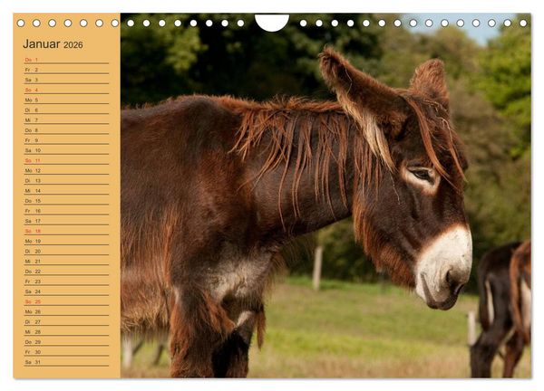 Produktbild: Gro&szlig;esel an der Loreley (Wandkalender 2026 DIN A4 quer), CALVENDO Monatskalender