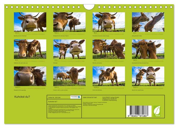 Produktbild: Kuhckst du? (Wandkalender 2026 DIN A4 quer), CALVENDO Monatskalender