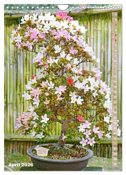 Produktbild: Bonsai: Gartenkunst im Kleinen (Wandkalender 2026 DIN A4 hoch), CALVENDO Monatskalender