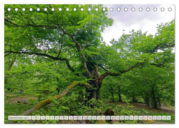 Produktbild: Hutewald Halloh - Baumriesen aus vergangenen Zeiten (Tischkalender 2027 DIN A5 quer), CALVENDO Monatskalender